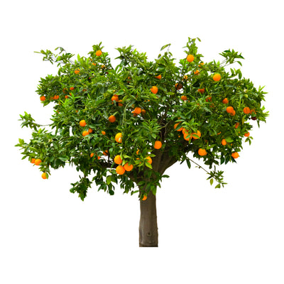 ÁRBOLES FRUTALES